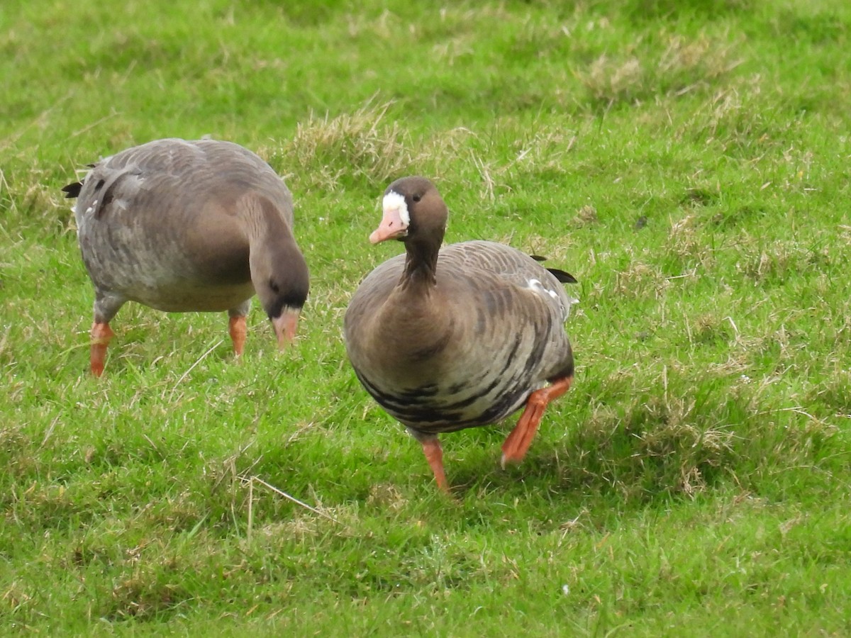 Greater White-fronted Goose - ML615107034