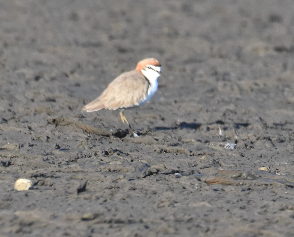 Red-capped Plover - ML615107189