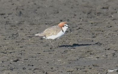 Red-capped Plover - ML615107191