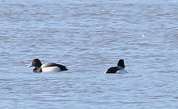 Greater Scaup - ML615107258