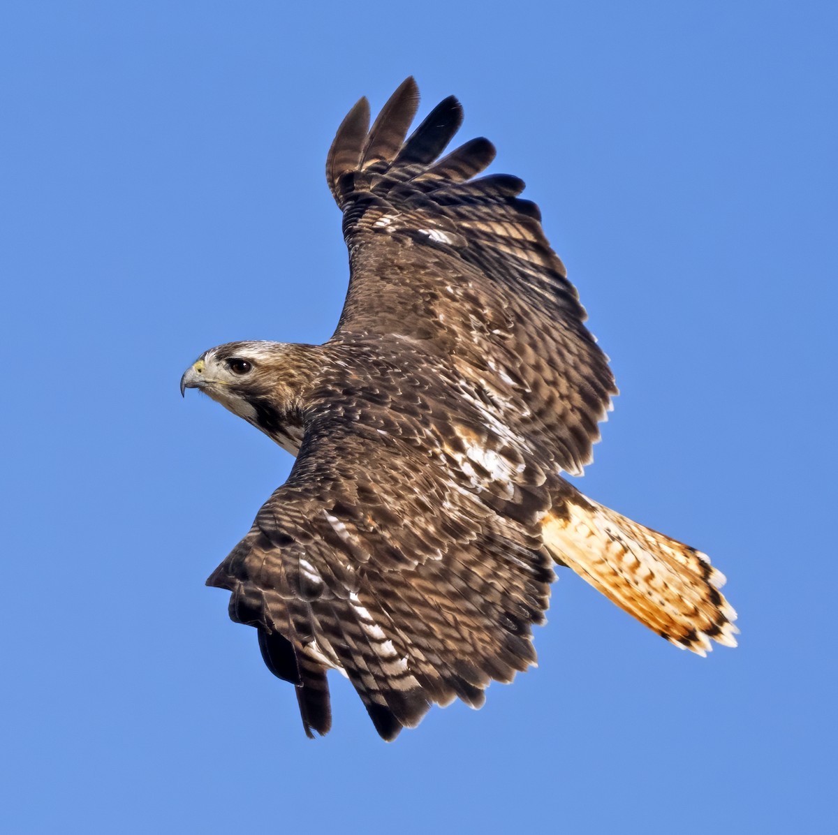Red-tailed Hawk - ML615107496