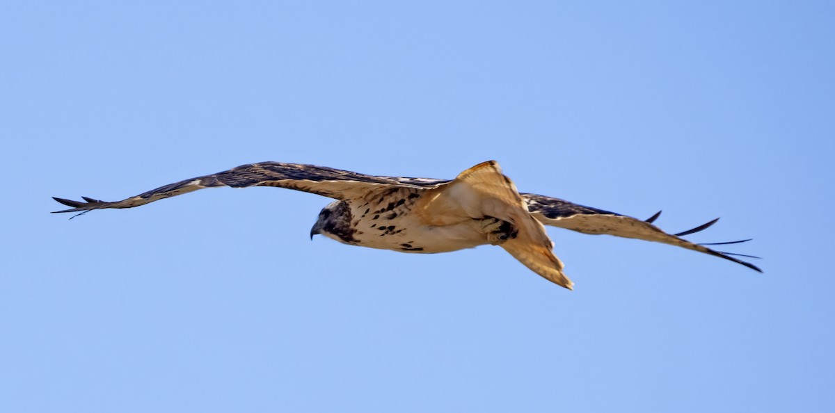 Red-tailed Hawk - ML615107497