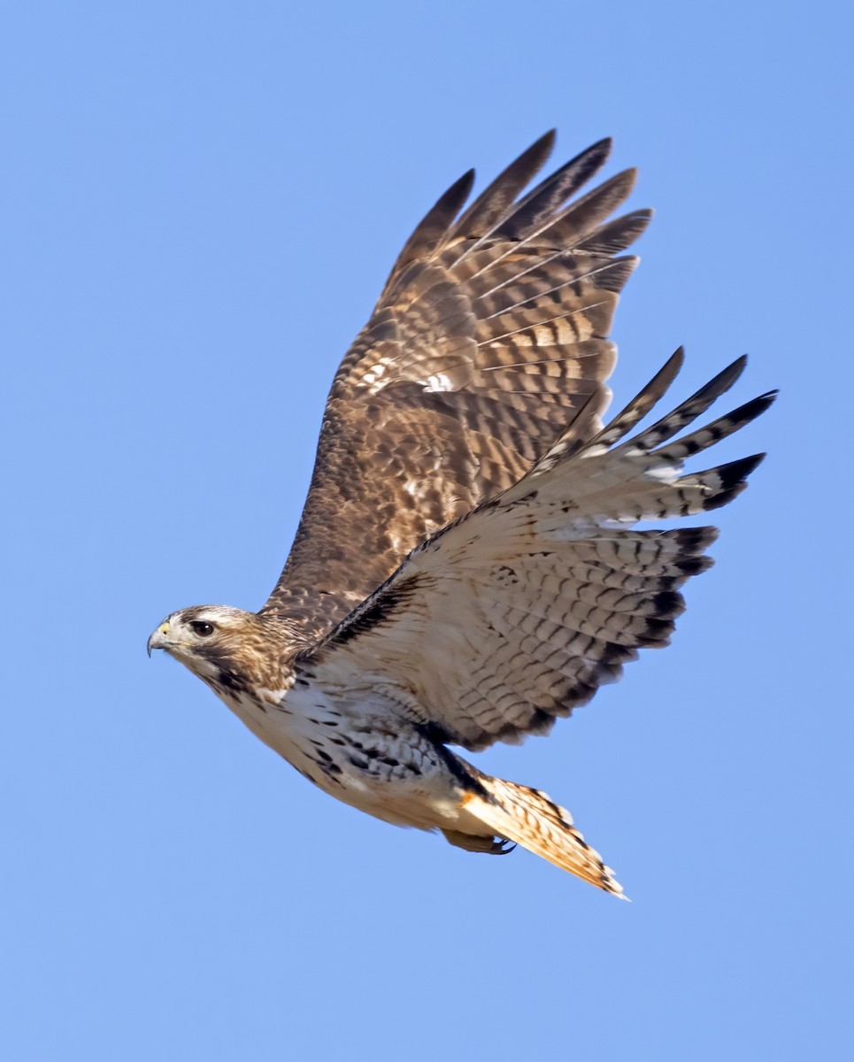 Red-tailed Hawk - ML615107498