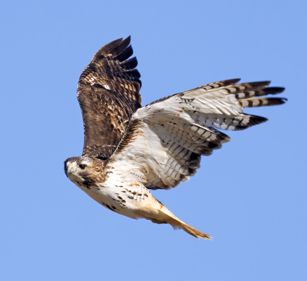 Red-tailed Hawk - ML615107499
