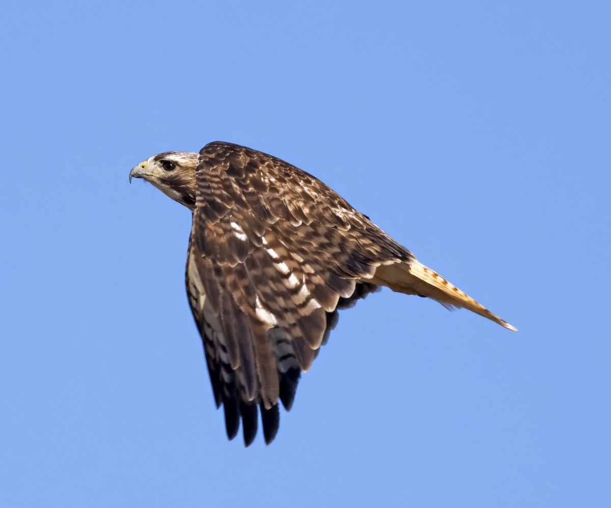 Red-tailed Hawk - ML615107500