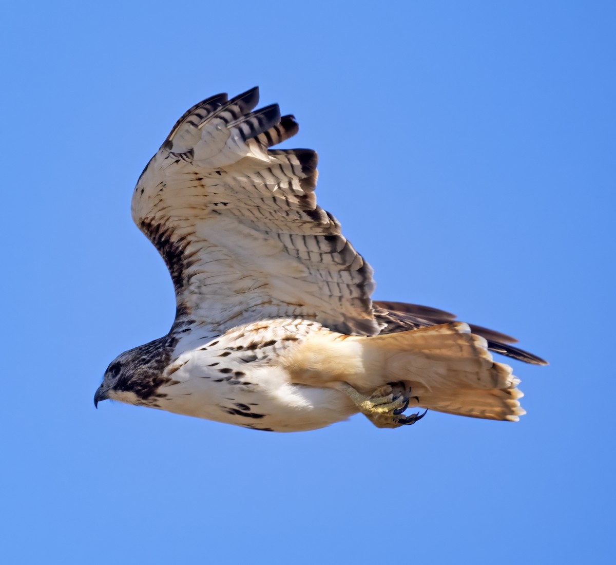 Red-tailed Hawk - ML615107501