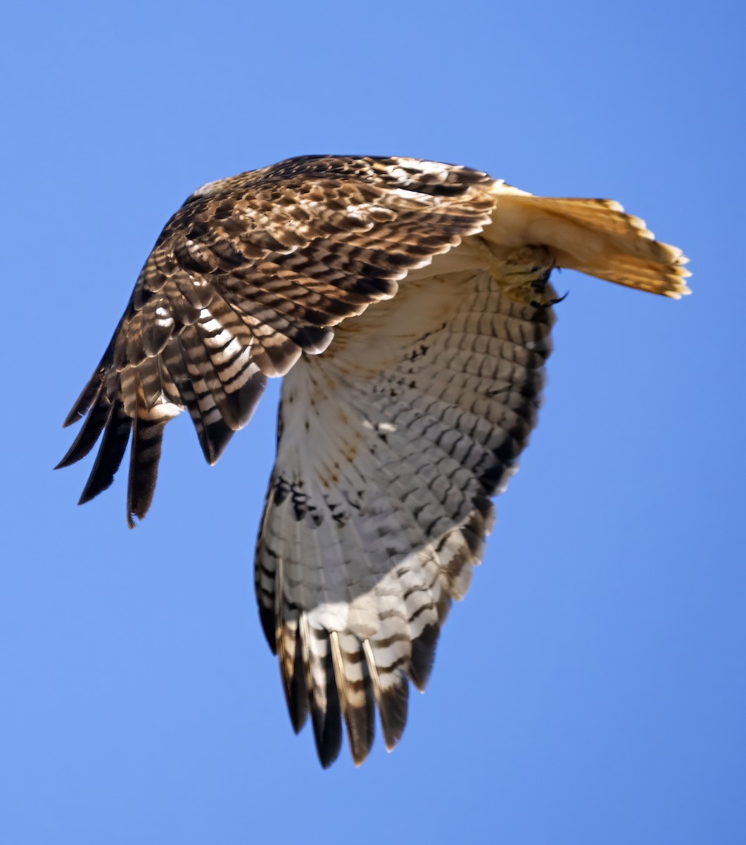 Red-tailed Hawk - ML615107502