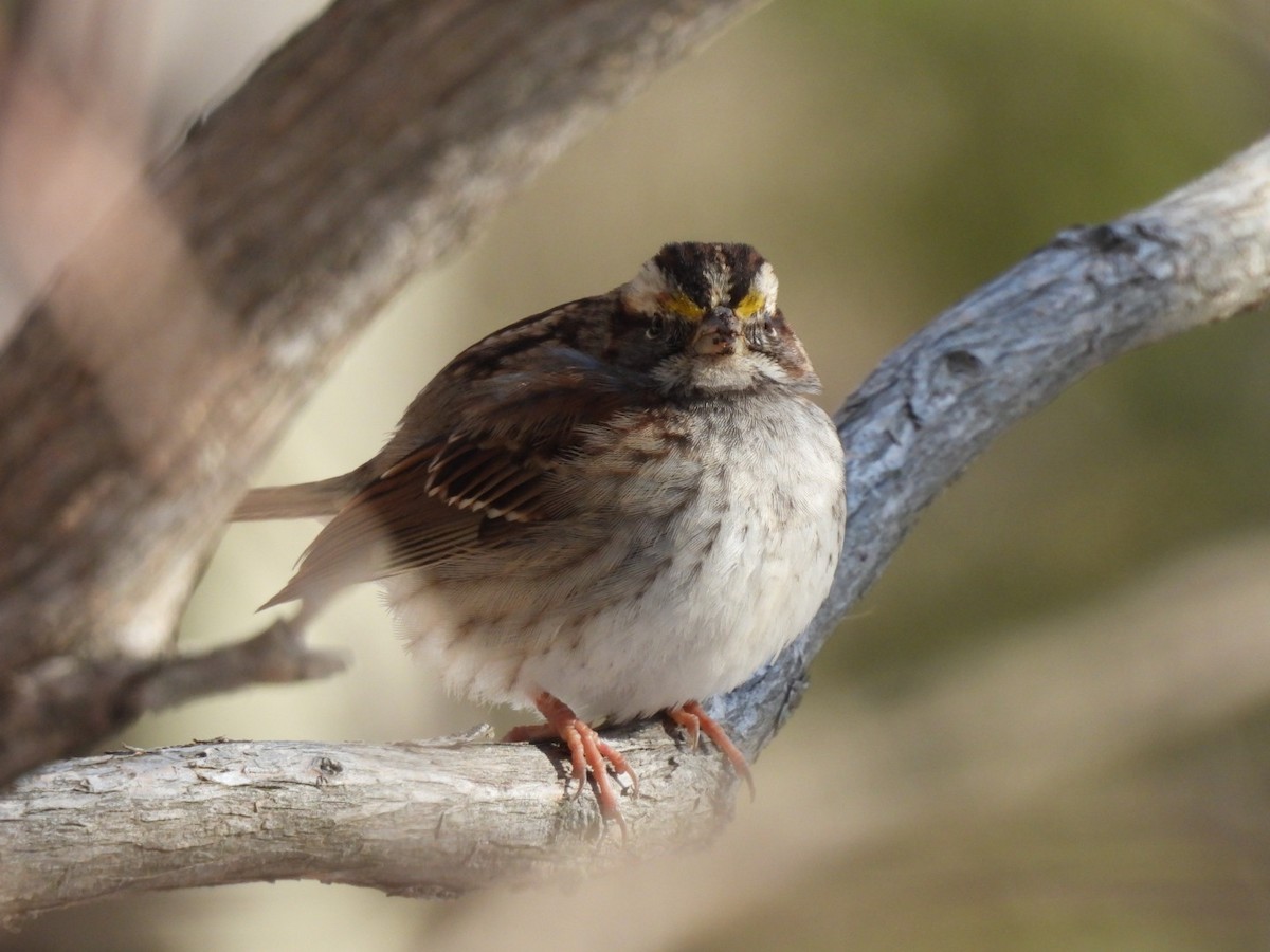 White-throated Sparrow - ML615107862