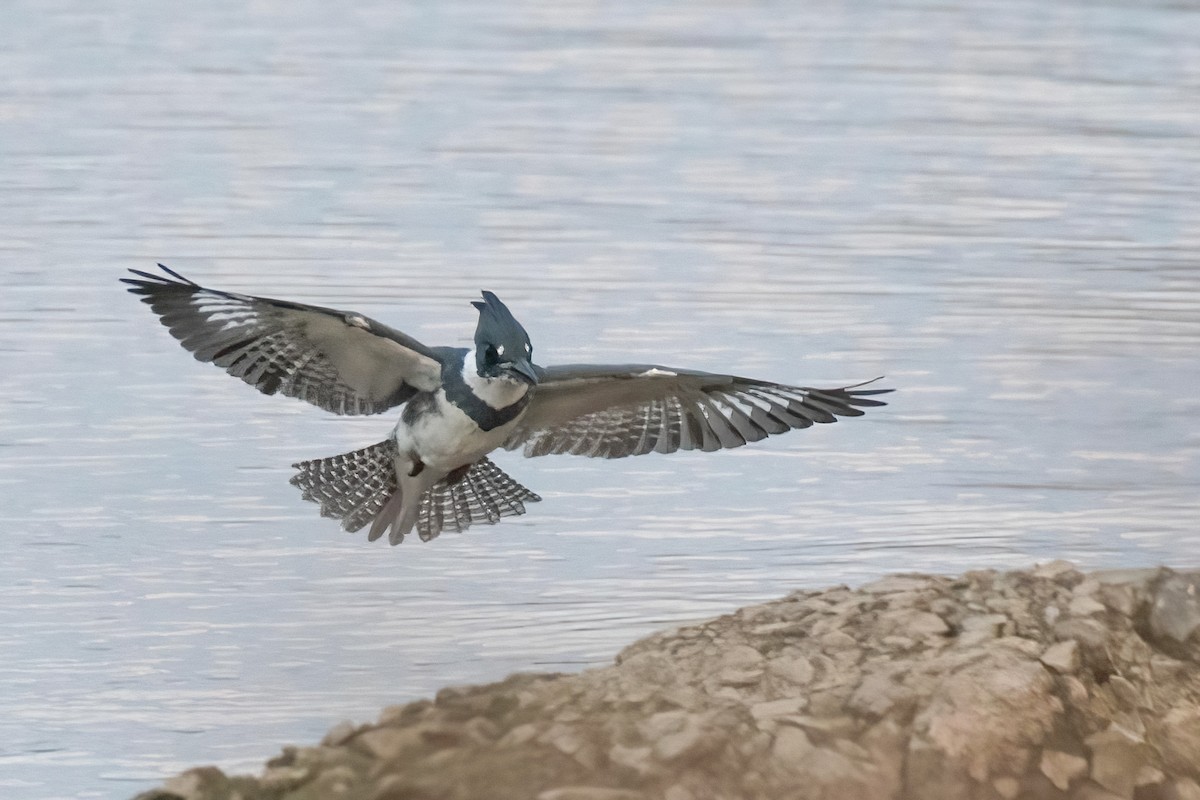 Belted Kingfisher - ML615107923