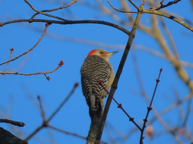 Red-bellied Woodpecker - ML615107925