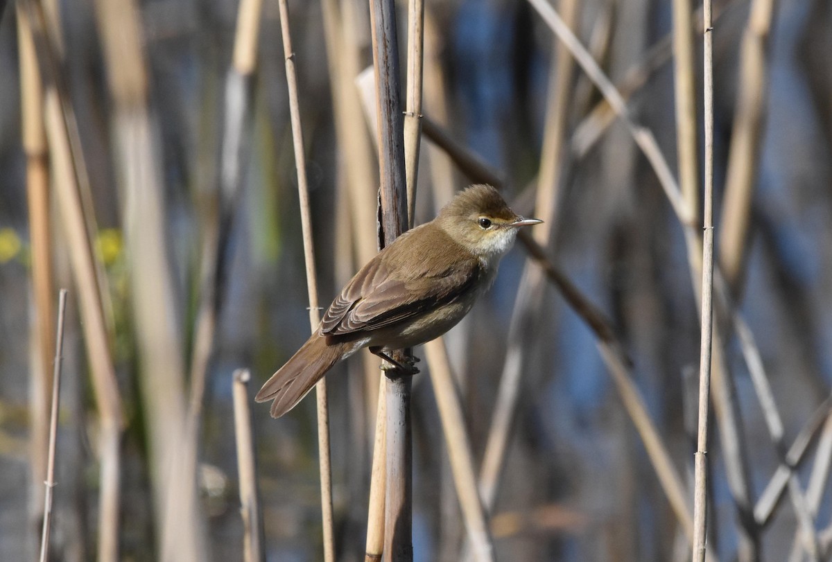 Common Reed Warbler - ML615108183