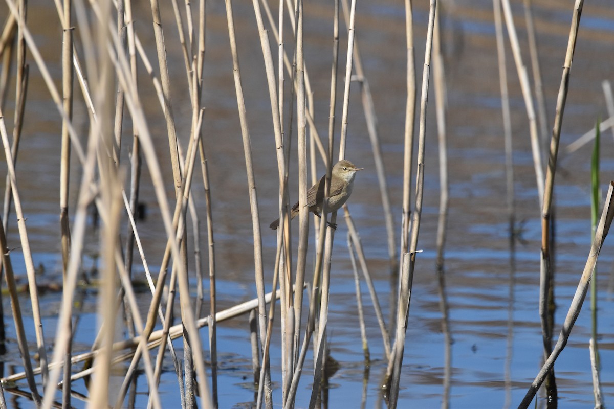Common Reed Warbler - ML615108184