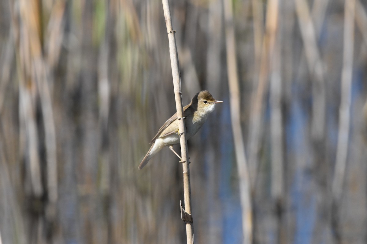Common Reed Warbler - ML615108185