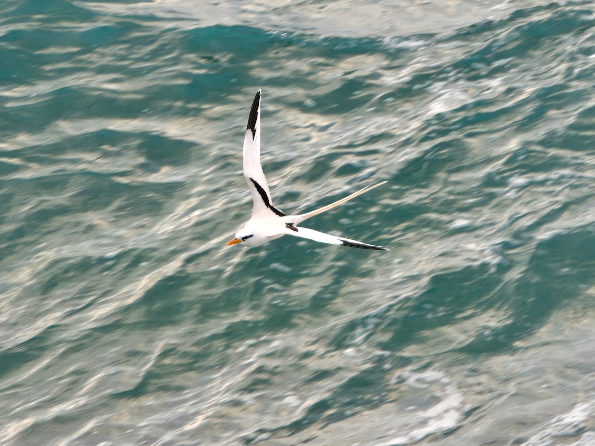 White-tailed Tropicbird - ML615108216