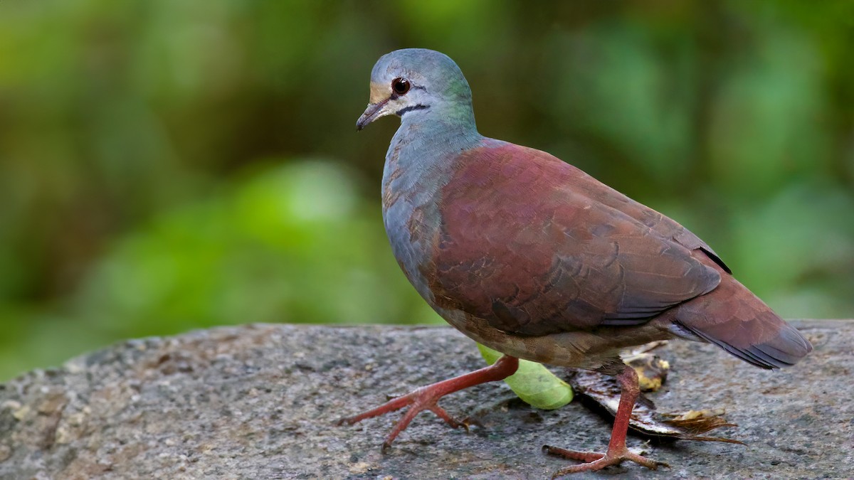 Buff-fronted Quail-Dove - ML615108218