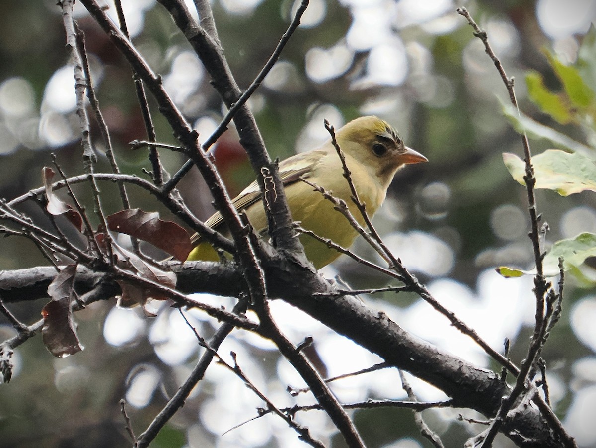 Western Tanager - ML615108269