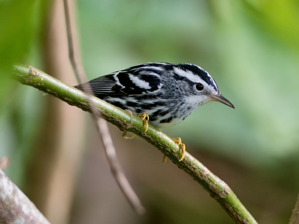 Black-and-white Warbler - ML615108296