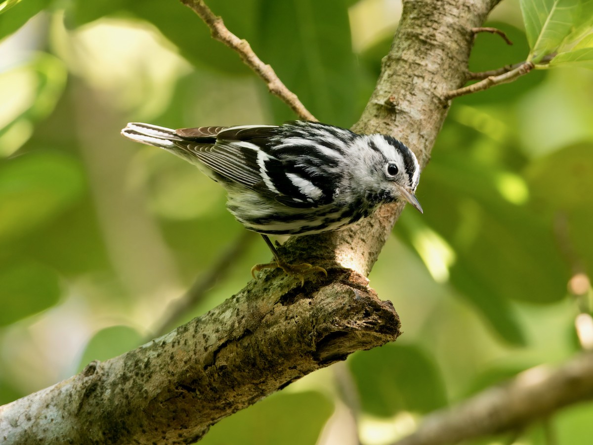 Black-and-white Warbler - ML615108343