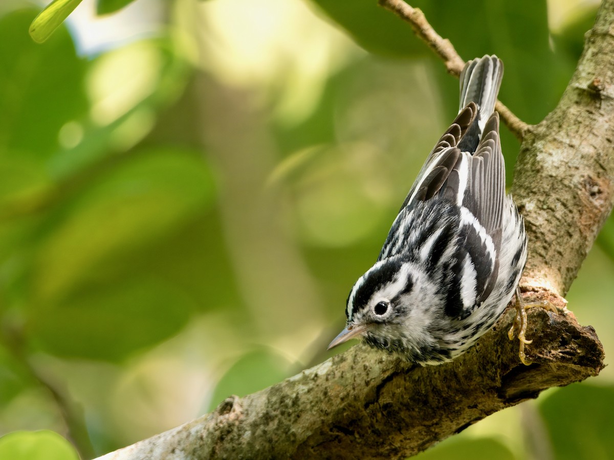 Black-and-white Warbler - Bobby Wilcox