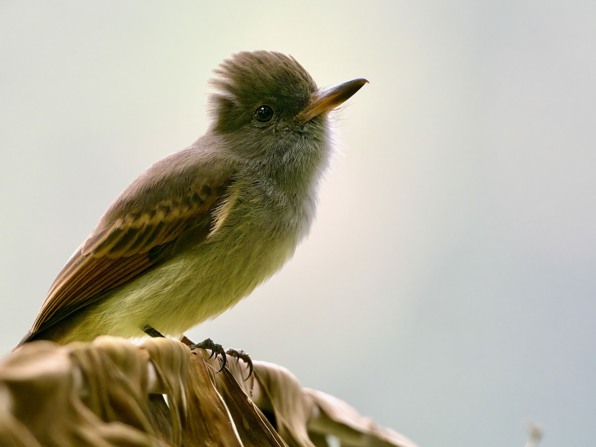 Rufous-tailed Flycatcher - ML615108539