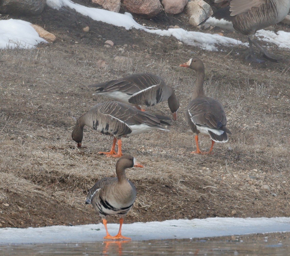 Greater White-fronted Goose - ML615108768