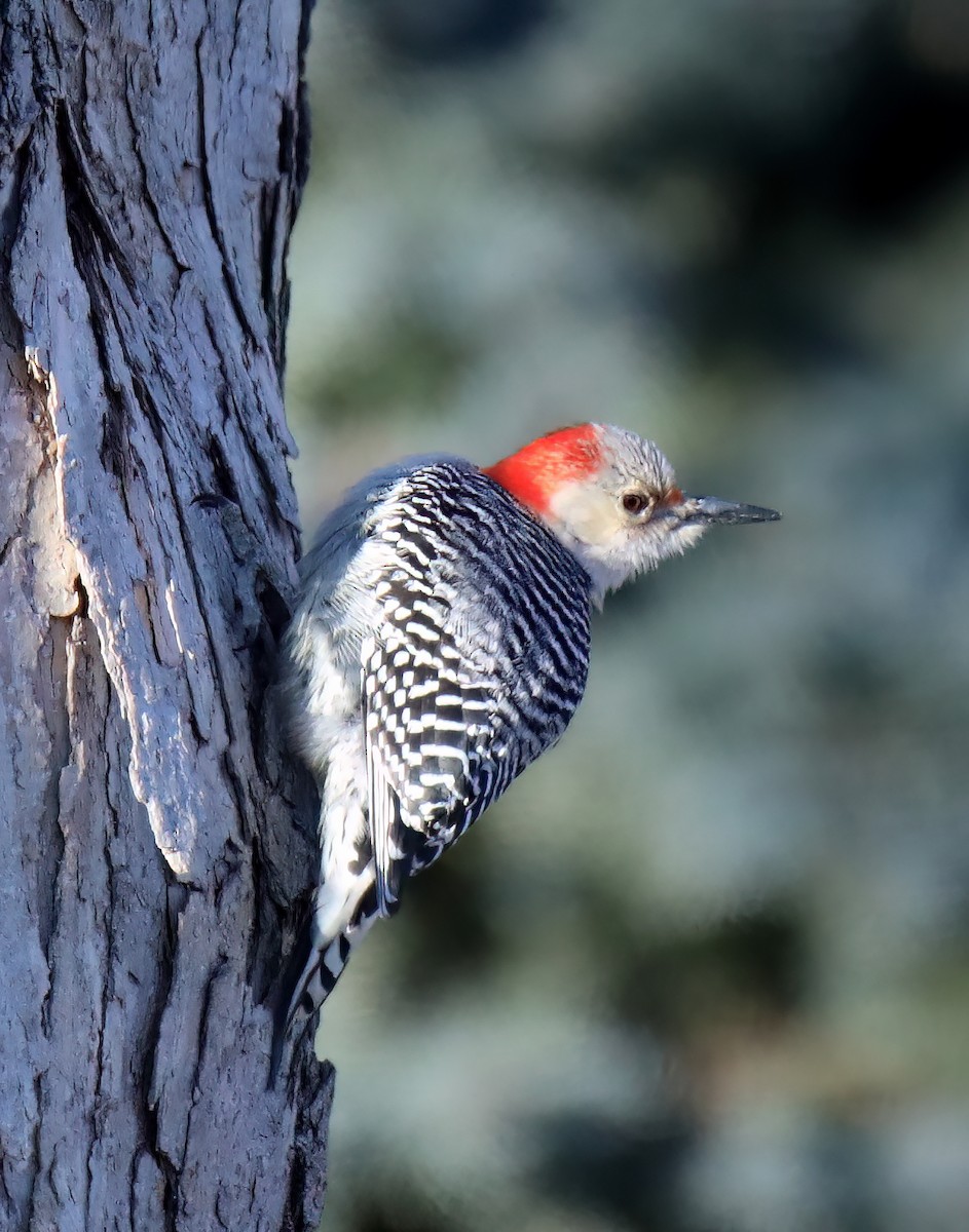 Red-bellied Woodpecker - ML615108825