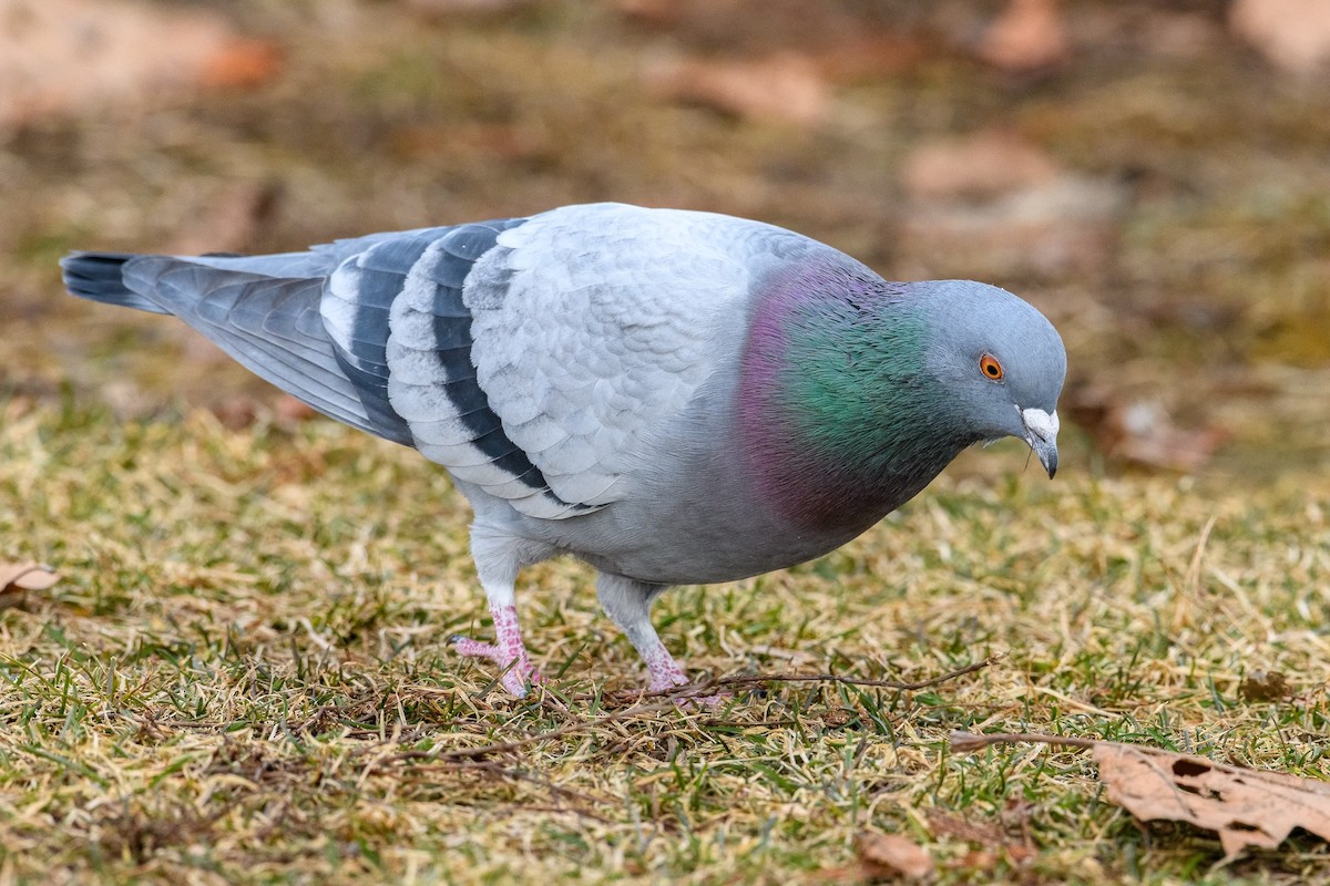 Rock Pigeon (Feral Pigeon) - ML615109000