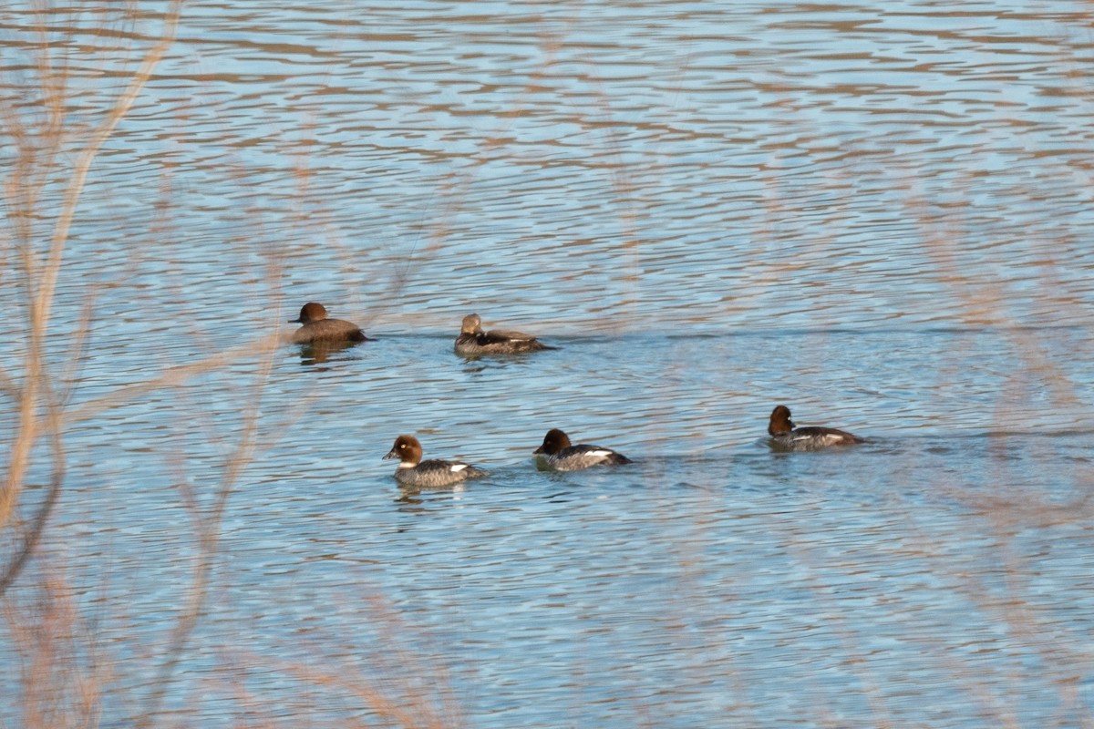 Pennsylvania Bird Atlas Checklist - 20 Feb 2024 - Yellow Creek SP ...