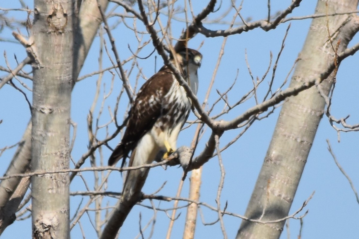 Red-tailed Hawk - ML615109255