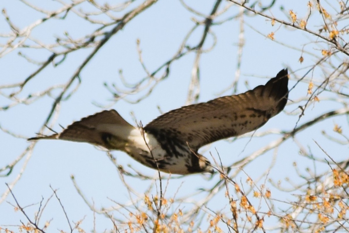 Red-tailed Hawk - ML615109334