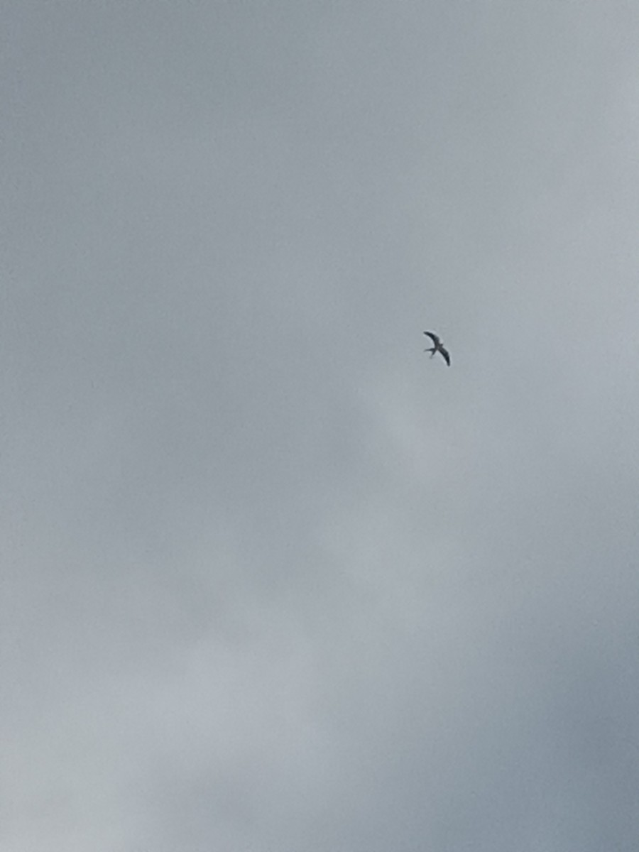 Swallow-tailed Kite - ML615109455