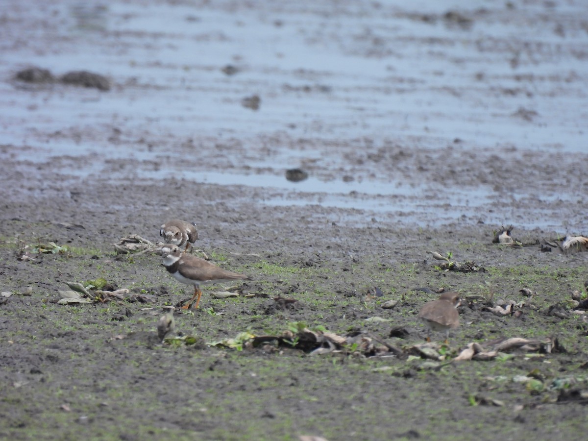 Semipalmated Plover - ML615110029