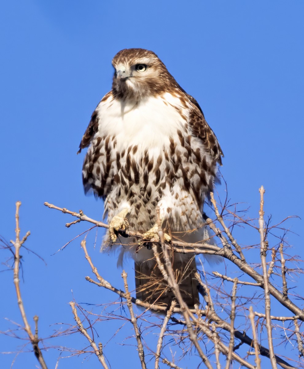 EBird Checklist 14 Feb 2024 Milford WA Sugar Bowl Wetlands 1 Species