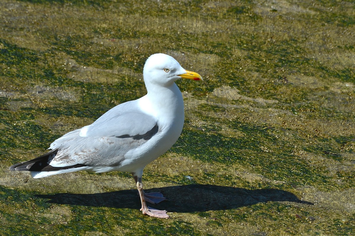 Herring Gull (European) - Gerald Friesen