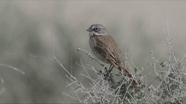 Bell's Sparrow - ML615110361