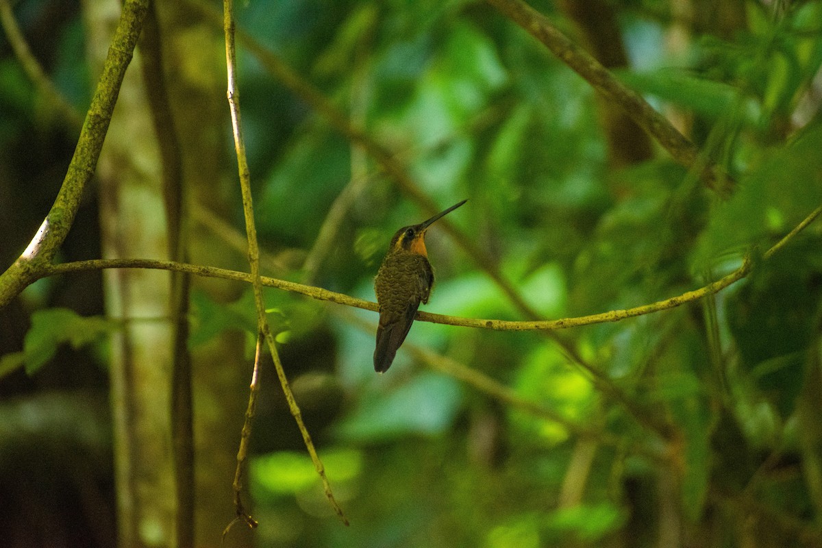 kolibřík pilozobý - ML615110386