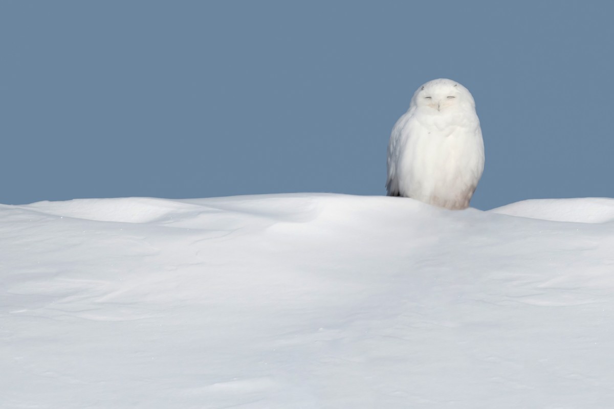 Snowy Owl - ML615110576