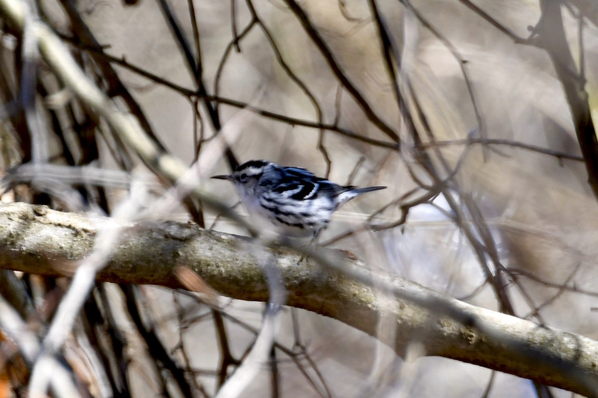 Black-and-white Warbler - ML615110635