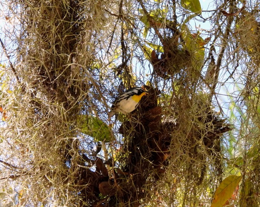 Yellow-throated Warbler - ML615110656