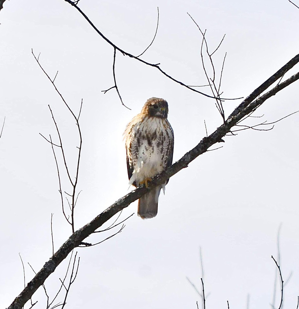 Red-tailed Hawk - ML615110825