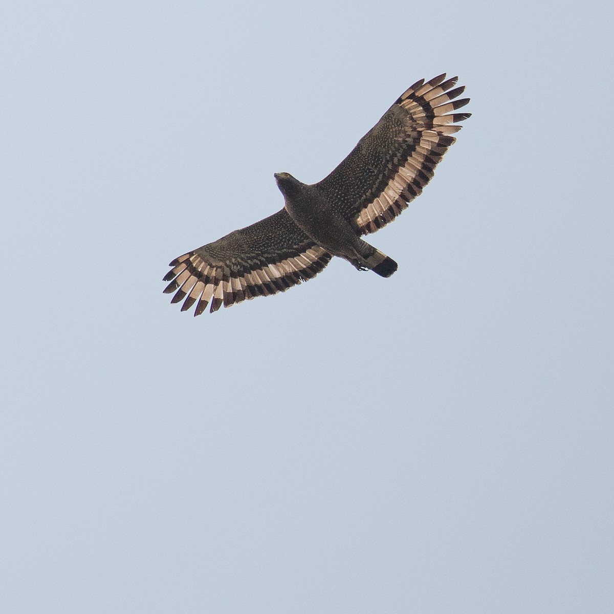 Crested Serpent-Eagle - ML615110933