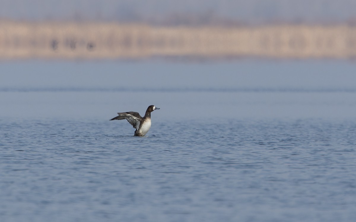 Greater Scaup - ML615110984