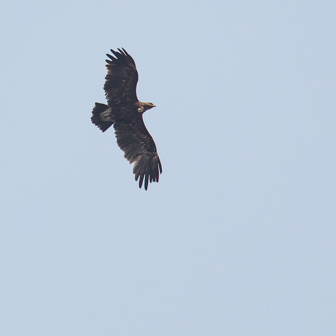 Indian Spotted Eagle - Werner Suter