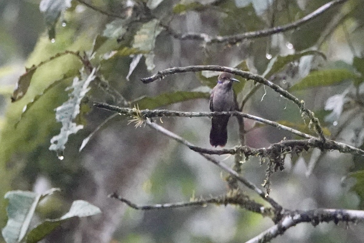kolibřík fialovouchý - ML615111044