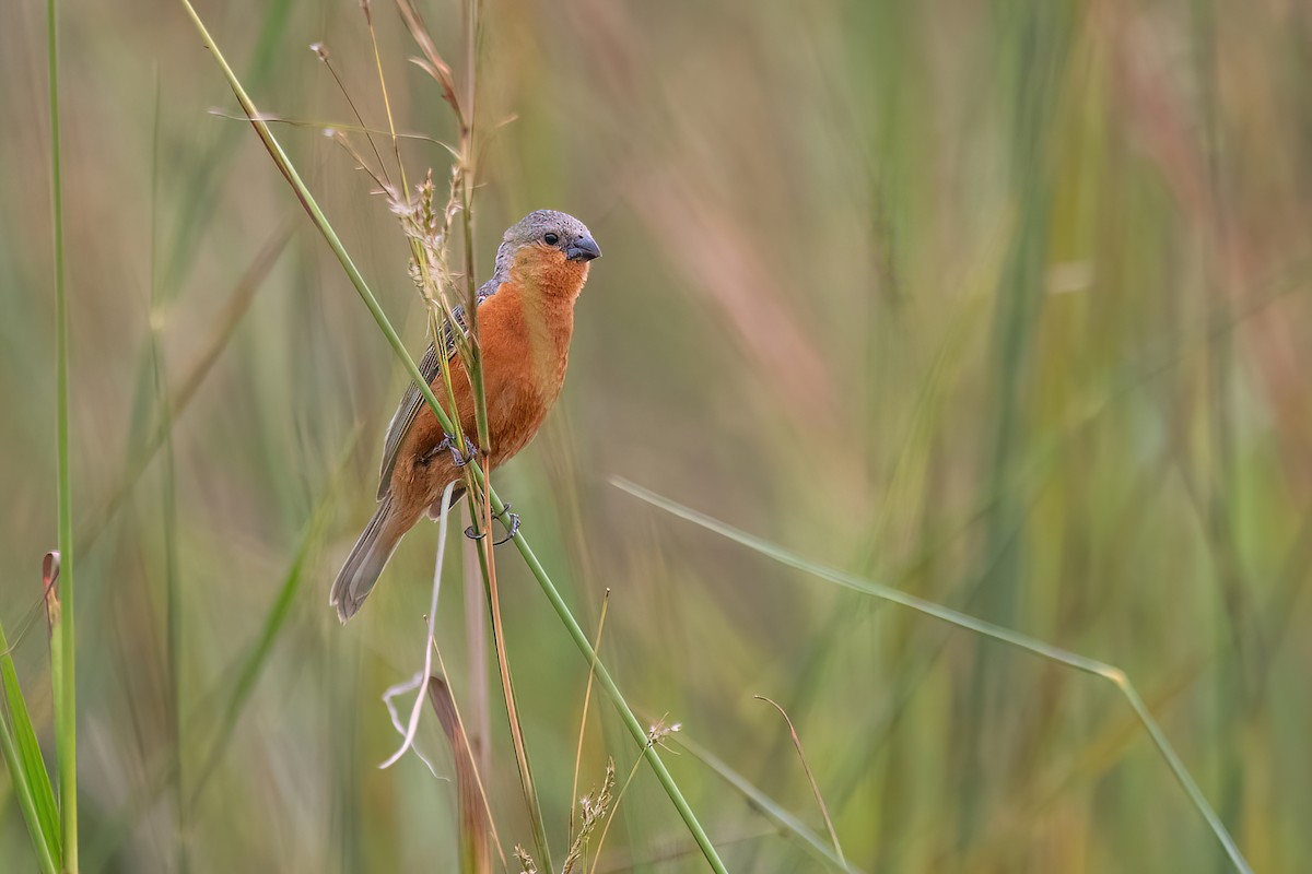 Tawny-bellied Seedeater - ML615111157
