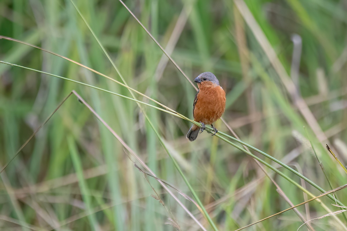 Tawny-bellied Seedeater - ML615111158