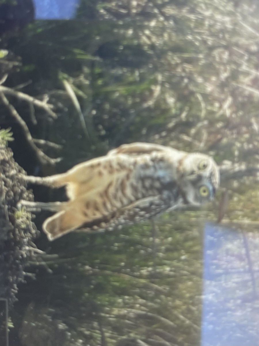 Burrowing Owl - Virginia Johnson