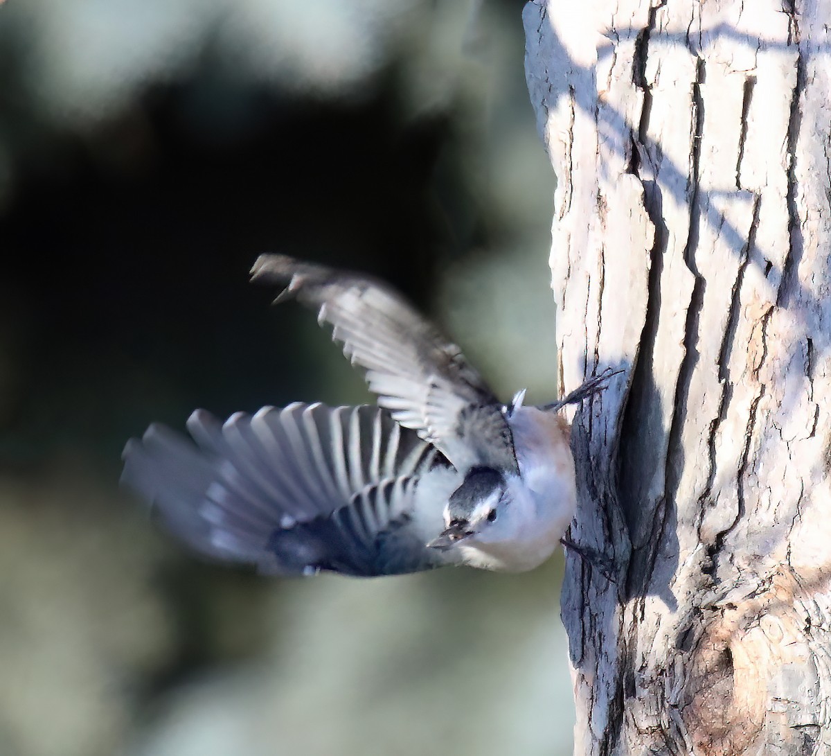 White-breasted Nuthatch - ML615111324