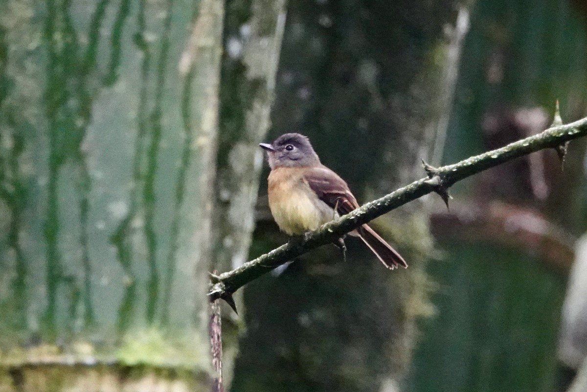 Tawny-chested Flycatcher - Russ  And Theresa