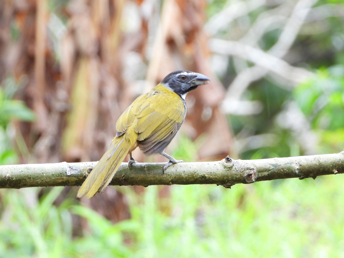 Black-headed Saltator - Angel Castillo Birdwatching Guide